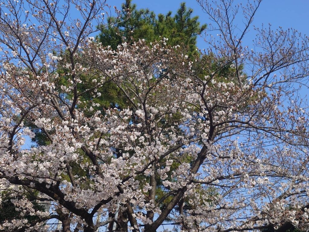 気持ちの良い青空の下、一気に咲き始めた桜の花が春の訪れを感じさせる写真。